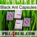 Black Ant Capsules 33